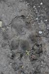 <img100*0:stuff/z/73640/animal%2520tracks/i1278828088_1.jpg>