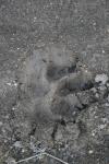<img100*0:stuff/z/73640/animal%2520tracks/i1278828089_2.jpg>
