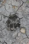 <img100*0:stuff/z/73640/animal%2520tracks/i1278828089_3.jpg>