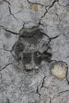 <img100*0:stuff/z/73640/animal%2520tracks/i1278828090_4.jpg>