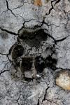 <img100*0:stuff/z/73640/animal%2520tracks/i1278828090_5.jpg>