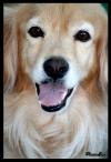<img100*0:stuff/z/73640/animalssss/i1248139148_3.jpg>
