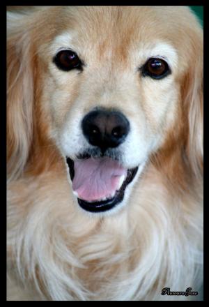 <img300*0:stuff/z/73640/animalssss/i1248139148_3.jpg>