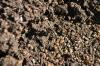 <img100*0:stuff/z/73640/ants.1/i1275797942_11.jpg>