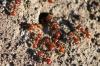 <img100*0:stuff/z/73640/ants.1/i1275797942_13.jpg>