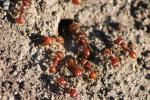 Ants.1