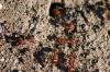 <img100*0:stuff/z/73640/ants.1/i1275797942_5.jpg>