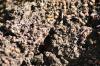 <img100*0:stuff/z/73640/ants.1/i1275797942_6.jpg>