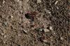 <img100*0:stuff/z/73640/ants.1/i1275797942_7.jpg>