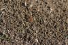 <img100*0:stuff/z/73640/ants.1/i1275797942_8.jpg>