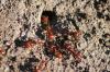 <img100*0:stuff/z/73640/ants.1/i1275797942_9.jpg>