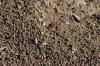<img100*0:stuff/z/73640/ants.1/i1275797943_16.jpg>