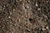 <img100*0:stuff/z/73640/ants.1/i1275797943_18.jpg>
