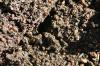 <img100*0:stuff/z/73640/ants.1/i1275797943_19.jpg>