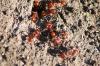 <img100*0:stuff/z/73640/ants.1/i1275797943_21.jpg>