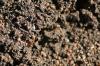 <img100*0:stuff/z/73640/ants.1/i1275797943_26.jpg>
