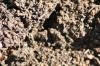 <img100*0:stuff/z/73640/ants.1/i1275797943_27.jpg>