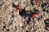 <img100*0:stuff/z/73640/ants.1/i1275797944_28.jpg>