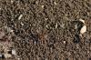 <img100*0:stuff/z/73640/ants.1/i1275797944_30.jpg>
