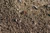 <img100*0:stuff/z/73640/ants.1/i1275797944_31.jpg>