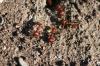 <img100*0:stuff/z/73640/ants.1/i1275797944_36.jpg>