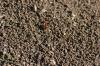 <img100*0:stuff/z/73640/ants.1/i1275797944_39.jpg>