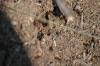 <img100*0:stuff/z/73640/ants.1/i1275861620_10.jpg>
