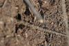 <img100*0:stuff/z/73640/ants.1/i1275861620_13.jpg>