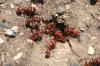 <img100*0:stuff/z/73640/ants.1/i1275861620_15.jpg>