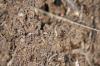 <img100*0:stuff/z/73640/ants.1/i1275861620_16.jpg>