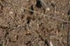 <img100*0:stuff/z/73640/ants.1/i1275861620_4.jpg>