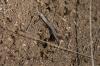 <img100*0:stuff/z/73640/ants.1/i1275861620_6.jpg>