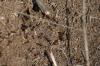 <img100*0:stuff/z/73640/ants.1/i1275861620_9.jpg>