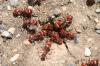 <img100*0:stuff/z/73640/ants.1/i1275861621_18.jpg>