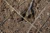 <img100*0:stuff/z/73640/ants.1/i1275861621_20.jpg>