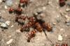 <img100*0:stuff/z/73640/ants.1/i1275861621_21.jpg>