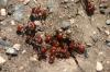 <img100*0:stuff/z/73640/ants.1/i1275861621_22.jpg>
