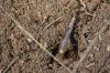 <img100*0:stuff/z/73640/ants.1/i1275861621_23.jpg>