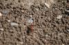 <img100*0:stuff/z/73640/ants.1/i1275863576_1.jpg>