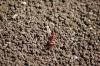 <img100*0:stuff/z/73640/ants.1/i1275863576_2.jpg>