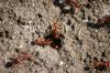 <img100*0:stuff/z/73640/ants.1/i1275863576_4.jpg>