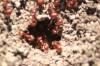 <img100*0:stuff/z/73640/ants.1/i1275863577_5.jpg>