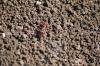 <img100*0:stuff/z/73640/ants.1/i1275863577_6.jpg>