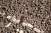 <img100*0:stuff/z/73640/ants.1/i1275863578_10.jpg>