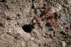 <img100*0:stuff/z/73640/ants.1/i1275863578_11.jpg>