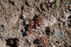 <img100*0:stuff/z/73640/ants.1/i1275863582_19.jpg>
