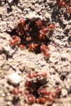 <img100*0:stuff/z/73640/ants.1/i1275863582_21.jpg>