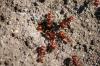 <img100*0:stuff/z/73640/ants.1/i1275863583_23.jpg>