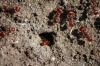 <img100*0:stuff/z/73640/ants.1/i1275863583_27.jpg>