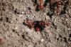 <img100*0:stuff/z/73640/ants.1/i1275863584_31.jpg>